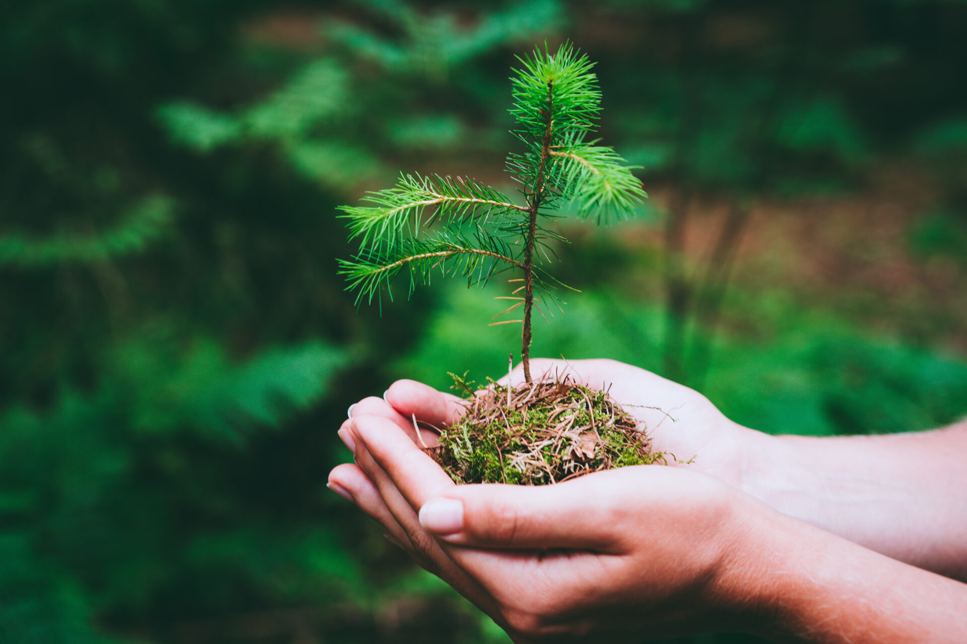 hands holding a small tree